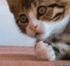 OMG-Cat-GIF.gif OMG-Cat-GIF.gif