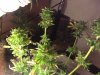 beforeharvest.JPG