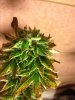 budshot.JPG