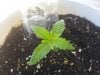 seedling.jpg seedling.jpg