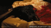 the-godfather-horse-head-o.gif