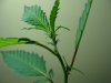DSC00559.JPG
