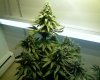 weed 116.jpg