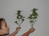 Weed and Xbox 003.jpg