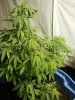 DSC04544.jpg