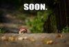 funny-meme-animals-soon-002[1].jpg