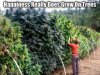Happiness on trees.jpg