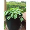 5 Gallon 12 inch Eco Grow Pot-2-500x500.jpg