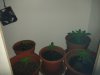 Veg day 13.jpg