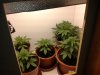day 20 veg.jpg