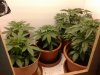 day 23 of veg.jpg