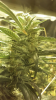 upload_2015-3-29_19-4-16.png