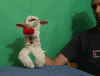 giphy.gif