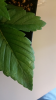 Screenshot_2015-04-01-13-09-40.png