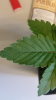 Screenshot_2015-04-01-13-09-24.png