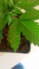 Screenshot_2015-04-01-13-09-19.png