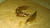 rosin 4.jpg