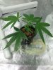 4_COLAS.jpg