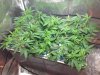CUTTINGS.jpg