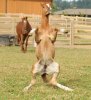 weird-horse-standing-back-legs-hind-legs-13790232880.jpg