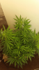 Screenshot_2015-02-21-21-37-17.png