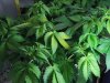 D13 Flower2.jpg