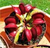 Cornivorplant.jpg