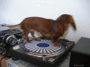 dj-dog[1].gif
