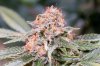 THCB-Day45-1.JPG