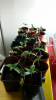 Screenshot_2015-04-15-14-13-55.png