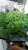 Screenshot_2015-04-15-14-15-11.png