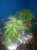 HP bud pic.png