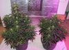 Northern Lights at 6 weeks.jpg