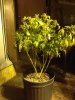 IMG_7128.jpeg