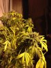 IMG_7956 (1).jpeg