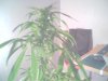 Picture 001.jpg
