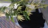 cannabis-plant-being-sniffed-by-ecstatic-black-DSH-cat-6-ANON.jpg