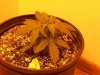 100_0106.jpg