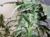 grow pics 002.jpg