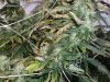 grow pics 004.jpg