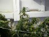 grow pics 006.jpg