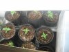 black domina, purple #1, seed 9-25 047.jpg