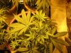 black domina, purple #1, seed 9-25 043.jpg
