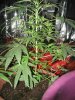 black domina, purple #1, seed 9-25 023.jpg