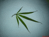 Maria-leaf.gif