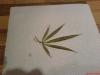 Maria-bad-under-leaf.gif