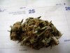Big Bud-2 weeks Harvested.jpg