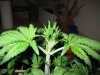 plant.jpg