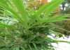 side buds-cropped_1.jpg