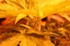 pre  flower.jpg